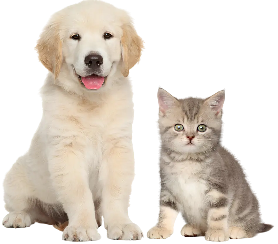 Стерилизация кошки