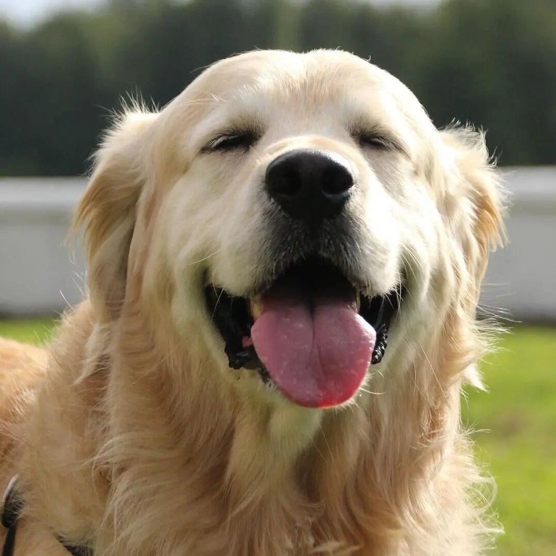 Зачем стерилизовать собаку