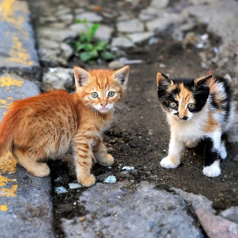 Зачем стерилизовать собаку