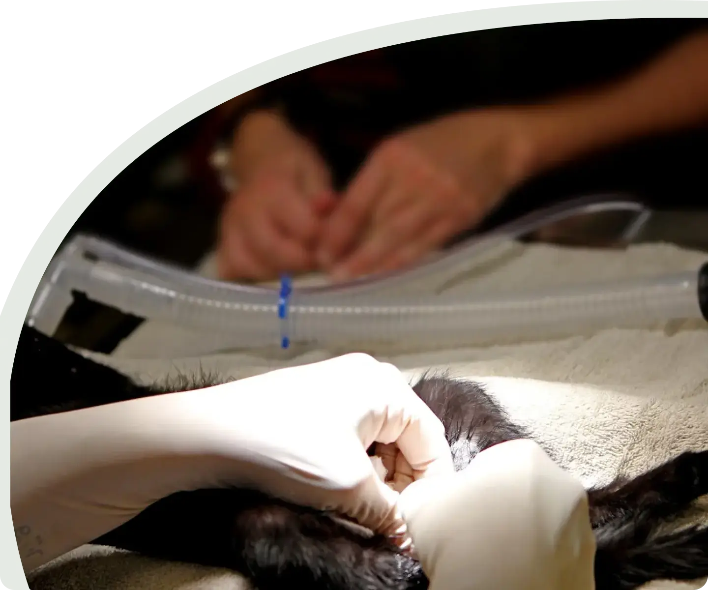 Проведение операции по стерилизации